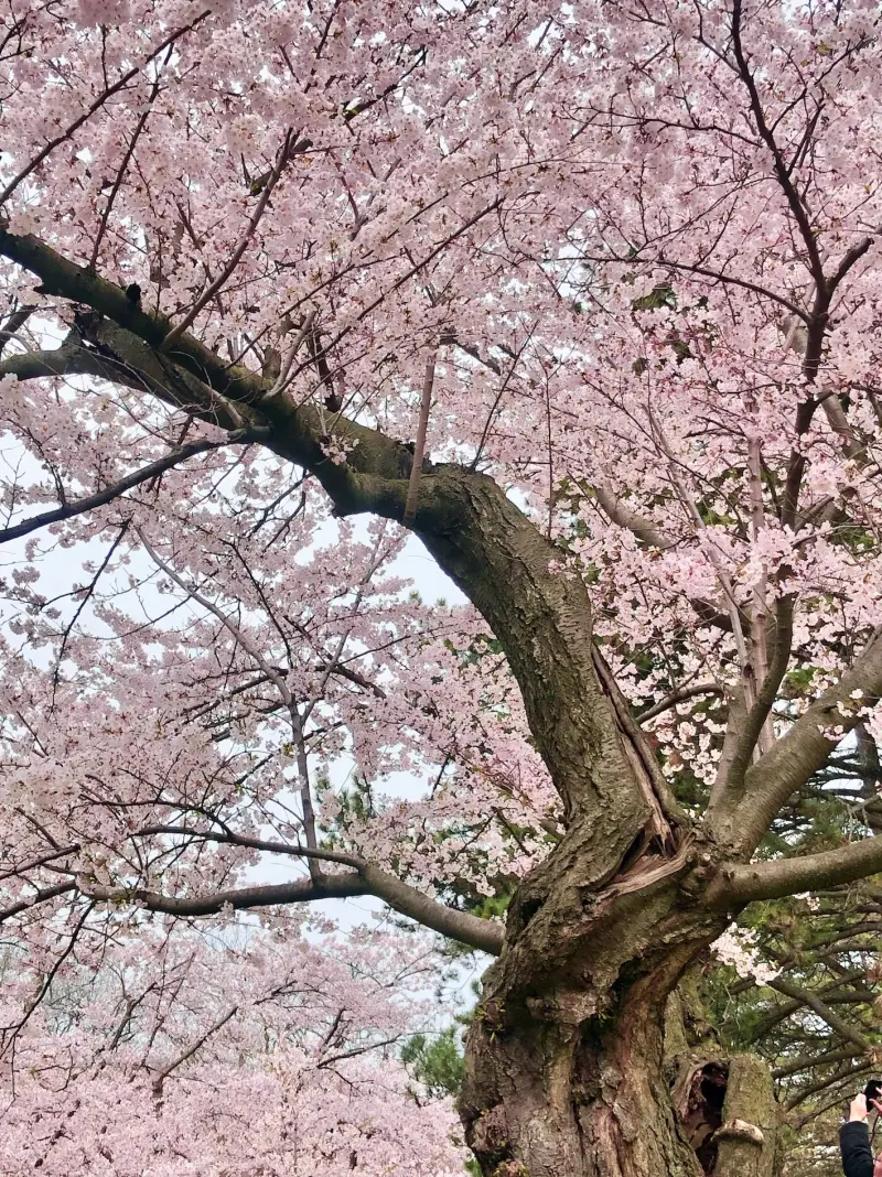 A canopy of pale pink cherry blossoms around an old tree